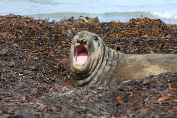Elephant Seal