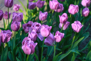 purple tulips in the garden