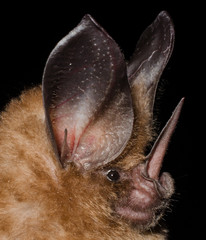 The golden bat (Mimon bennettii) is a bat species from South America. It's found in Brazil, Colombia, French Guiana, Guyana, Suriname and Venezuela. 