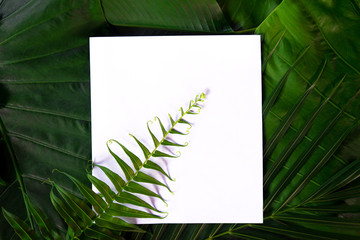 Real palm leaves with white paper copy space background.