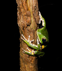Phyllomedusa burmeisteri (Burmeister's leaf frog, common walking leaf frog) is a hylid frog native to the Atlantic Forest biome in Brazil