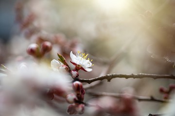 Nice white apricot spring flowers branch macro photography nature awakening