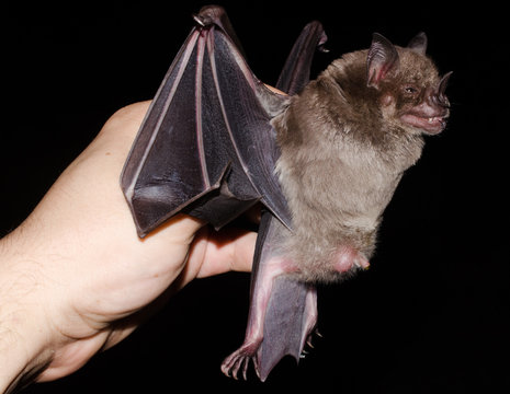 male bat with exposed testicles Fringed Fruit-eating Bat (Artibeus fimbriatus)