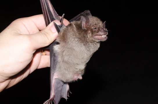 male bat with exposed testicles Fringed Fruit-eating Bat (Artibeus fimbriatus)