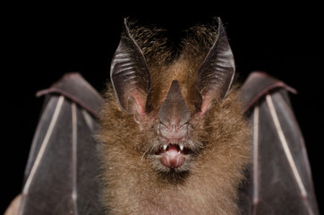 Portrait of Micronycteris megalotis (Little Big-eared Bat).