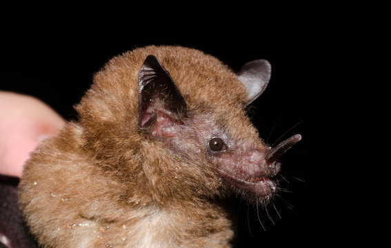 Tailed Tailless Bat (Anoura caudifer)