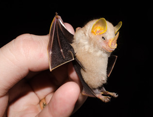 Portrait of Macconnell's Bat  (Mesophylla macconnelli).