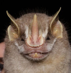 Gervais's fruit-eating bat (Dermanura cinerea) is a bat species from South America. It is found in...