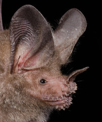The fringe-lipped bat (Trachops cirrhosus) is a leaf-nosed bat from southern Mexico to Bolivia. Is an opportunistic foliage gleaning omnivore eating mainly insects , lizards, frogs, fruits, and seeds.