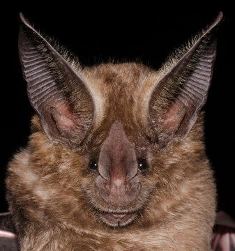 The golden bat (Mimon bennettii) is a bat species from South America. It's found in Brazil, Colombia, French Guiana, Guyana, Suriname and Venezuela. 