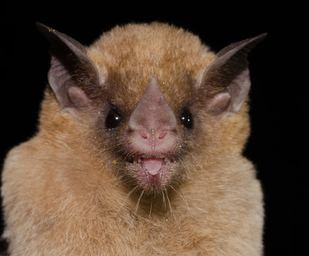 Dekeyser's nectar bat (Lonchophylla dekeyseri) is a bat species from South America. It is found in Brazil and Bolivia. In 2016, this species was evaluated as endangered by the IUCN.
