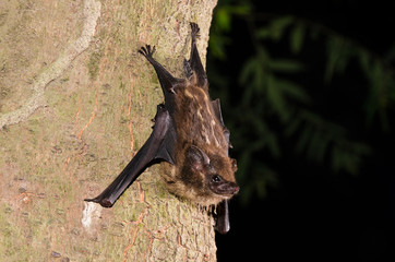 The lesser sac-winged bat or lesser white-lined bat (Saccopteryx leptura) is a bat species of the family Emballonuridae from South and Middle America.