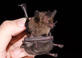 Young bat sucking on his mother. Seba's short-tailed bat (Carollia perspicillata) 