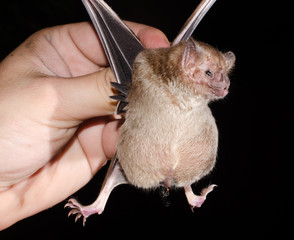 Common vampire bat (Desmodus rotundus) pregnant.   Females give birth to one offspring per...