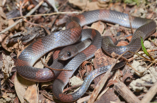 Oxyrhopus petola, commonly known as the false coral or calico snake, is a species of colubrid snake endemic to South America. 