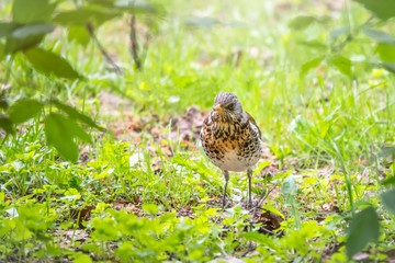Fieldbird in a green meadow with a blurred background.