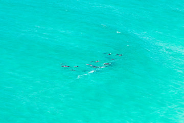 Obraz premium A pod of dolphin swimming in the crystal clear water, Byron Bay Australia