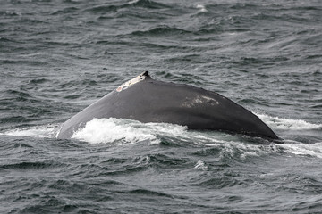 Fototapeta premium Humpback whale swimming near the coast, Sydney Australia