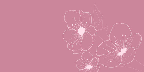 Background with flowers of cherry blossoms, white on pink