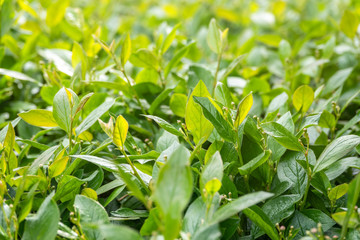 Green bushes with trimmed branches and young leaves.