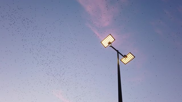 Flock of starlings on the Poitiers university campus during a sunset over a street lamp - Beautiful and impressive flight of a large group of birds over a city - &eacute;tourneaux sansonnets