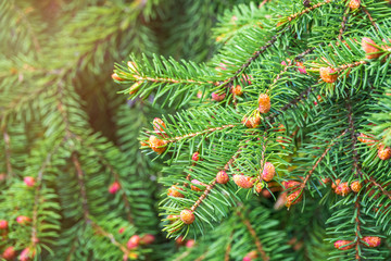 Green spruce branches in spring with new fresh cones.