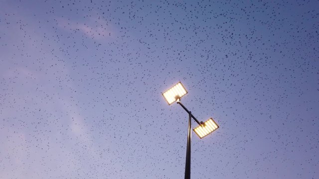 Flock of starlings on the Poitiers university campus during a sunset over a street lamp - Beautiful and impressive flight of a large group of birds over a city - cloud of birds making waves