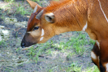 Fototapeta premium Bongo