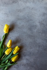 yellow tulips on a gray background with space for copywriters. Place to insert text or ads. The concept of spring