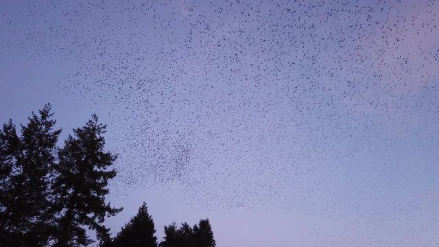 Flock of starlings on the Poitiers university campus during a sunset - Beautiful and impressive flight of a large group of birds over a city - cloud of birds making waves