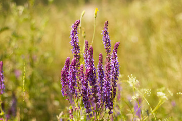 Lilac field flower. The depth of field. Wallpaper with flowers. It's a beautiful meadow.