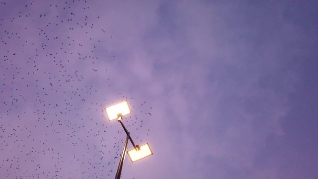Flock of starlings on the Poitiers university campus during a sunset over a street lamp - Beautiful and impressive flight of a large group of birds over a city - cloud of birds making waves