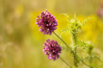 Purple wildflowers. Thistle and sunny day. Wild flowers with a low depth of field.