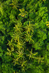 Mangrove and palms, La Tovara National Park, Ramsar Site, Wetlands, San Blas Town, Matanchen Bay, Pacific Ocean, Riviera Nayarit, Nayarit state, Mexico, Central America, America