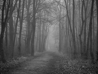 Pathway on a foggy day in winter
