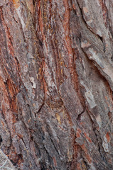 Textured background. Brown tree bark, filling the frame