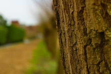a path in the park out of focus with focus on the tree