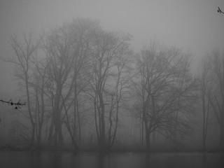 Pond in winter in a foggy forest