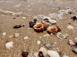 She shells on the shore
