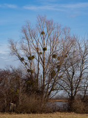 Bare tree with mistletoe in winter and blue sky