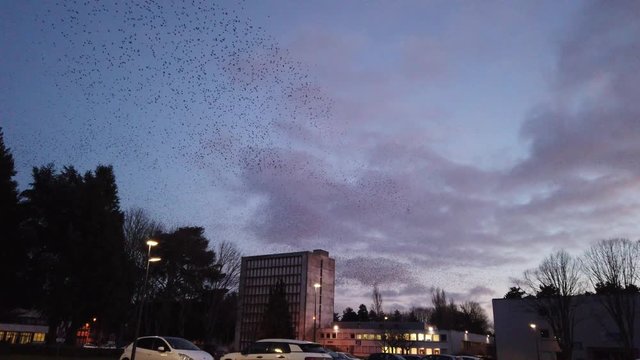 Flock of starlings on the Poitiers university campus during a sunset - Beautiful and impressive flight of a large group of birds over a city - cloud of birds making waves