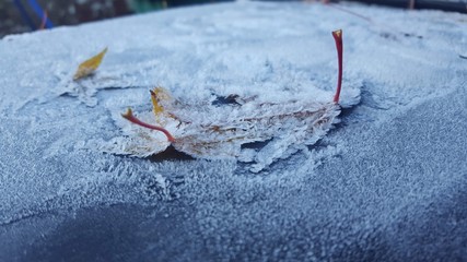 Icy autumn leaves 