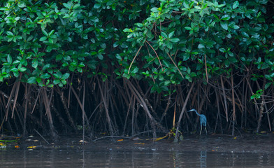 Little blue heron (Egretta caerulea), GARCETA AZUL, La Tovara National Park, Wetland, San Blas Town, Matanchen Bay, Pacific Ocean, Riviera Nayarit, Nayarit state, Mexico, Central America, America