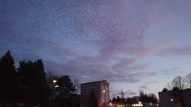 Flock of starlings on the Poitiers university campus during a sunset - Beautiful and impressive flight of a large group of birds over a city - cloud of birds making waves