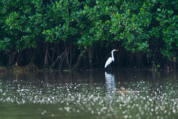 GREAT EGRET (Ardea alba), La Tovara National Park, Ramsar Site, Wetland, San Blas Town, Matanchen Bay, Pacific Ocean, Riviera Nayarit, Nayarit state, Mexico, Central America, America