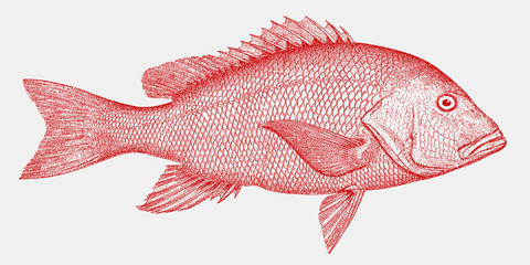 Northern red snapper lutjanus campechanus, threatened fish from the Atlantic Ocean - obrazy, fototapety, plakaty