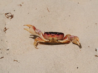 Crab on the sand. Sandy beach. White sand in the tropics.