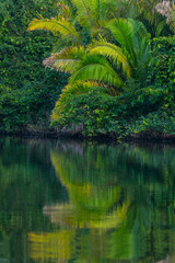 Palm, tropical forest, La Tovara National Park, Ramsar Site, Wetland, San Blas Town, Matanchen Bay, Pacific Ocean, Riviera Nayarit, Nayarit state, Mexico, Central America, America