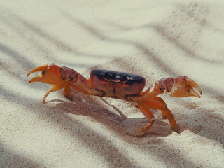 The crab threatens with claws. The crab got scared and five-pieces back. White sand on the beach.