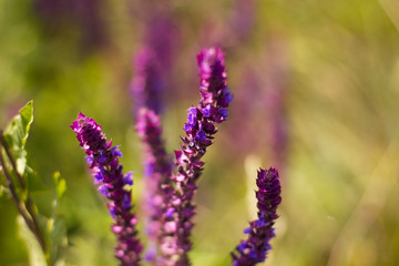 Obraz premium Purple field flower. The depth of field. Wallpaper with flowers. It's a beautiful meadow.